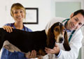 Become a Veterinary Assistant