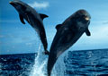 Photoshop Elements 6.0 for the Digital Photographer II