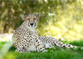 Photoshop Elements 9 for the Digital Photographer