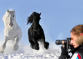 Photoshop Elements 10 for the Digital Photographer