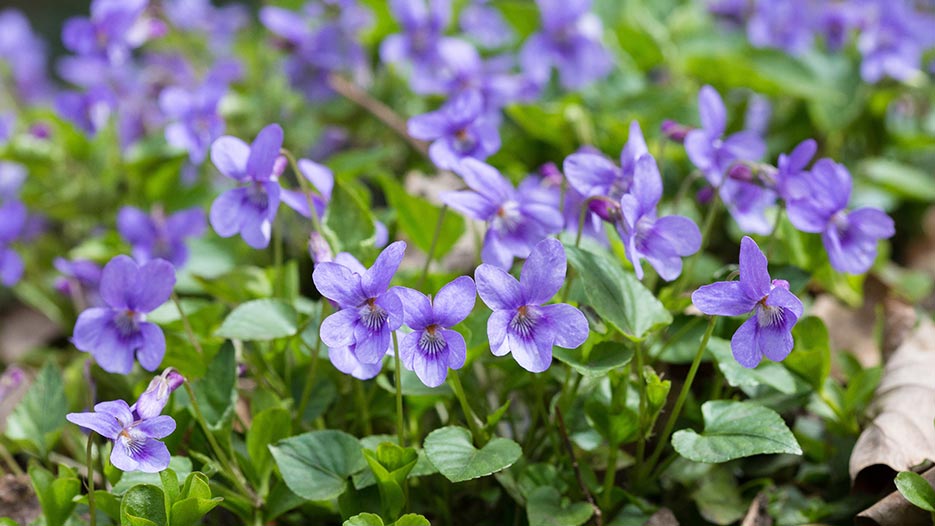 Online Courses in Decatur, IL