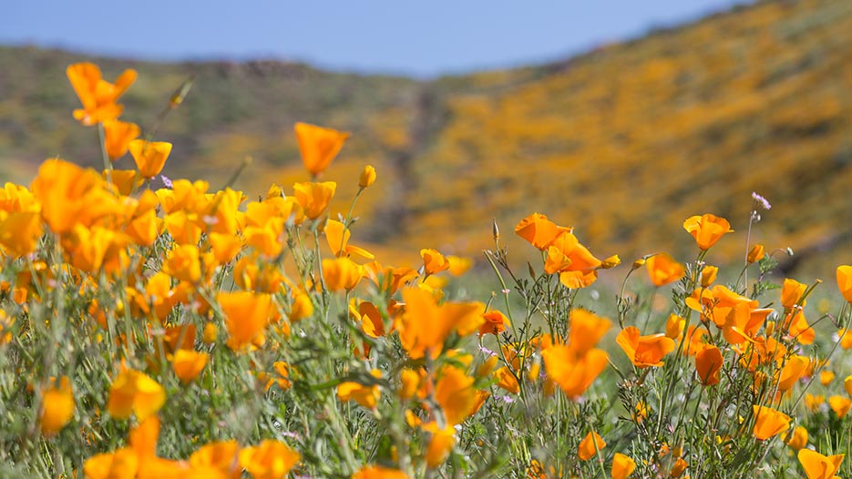 Online Courses in El Centro, CA