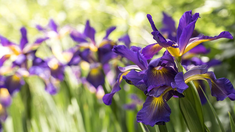 Online Courses in Johnson City, TN