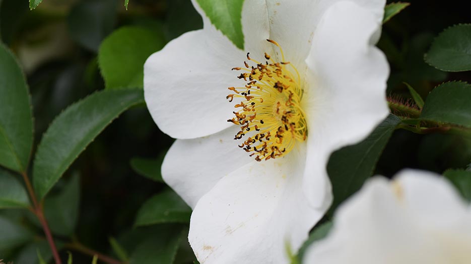 Online Courses in Rome, GA