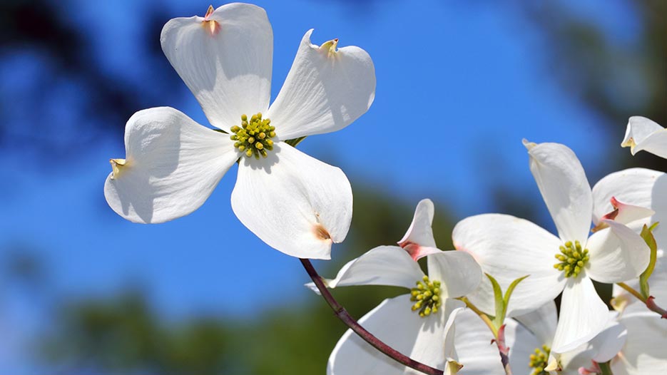 Online Courses in Hickory, NC