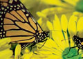 Photographing Nature with Your Digital Camera