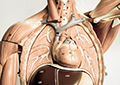 Human Physiology Series