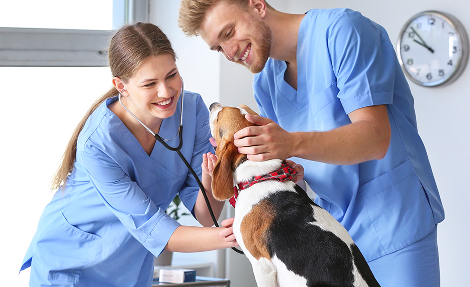 Veterinary Assistant | Career Training