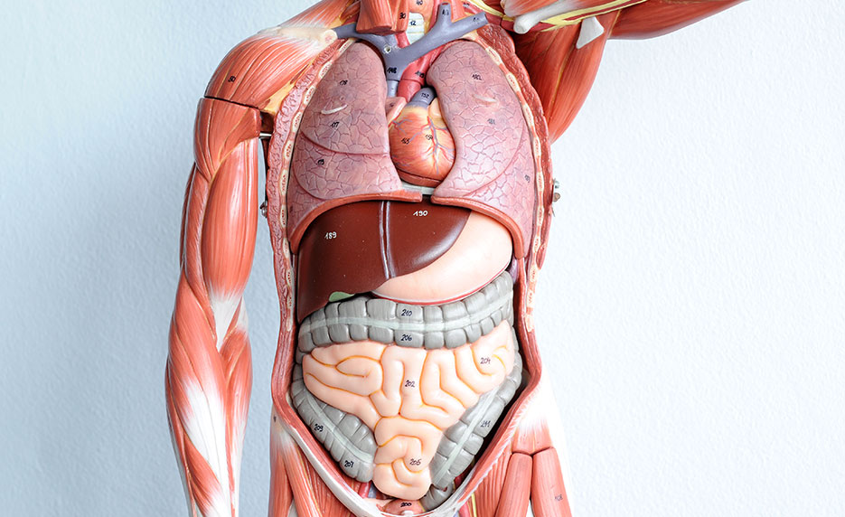 Online Human Anatomy and Physiology Details