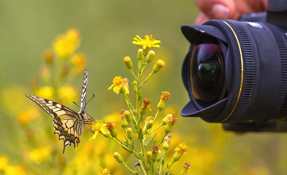 Photographing Nature with Your Digital Camera | New City University