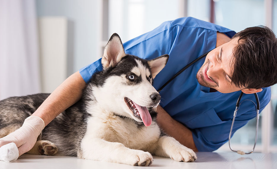 Become a Veterinary Assistant II: Canine Reproduction (Self-Guided)
