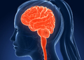 Certificate in Brain Health (Self-Guided)
