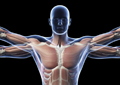 Human Anatomy and Physiology II (Self-Guided)