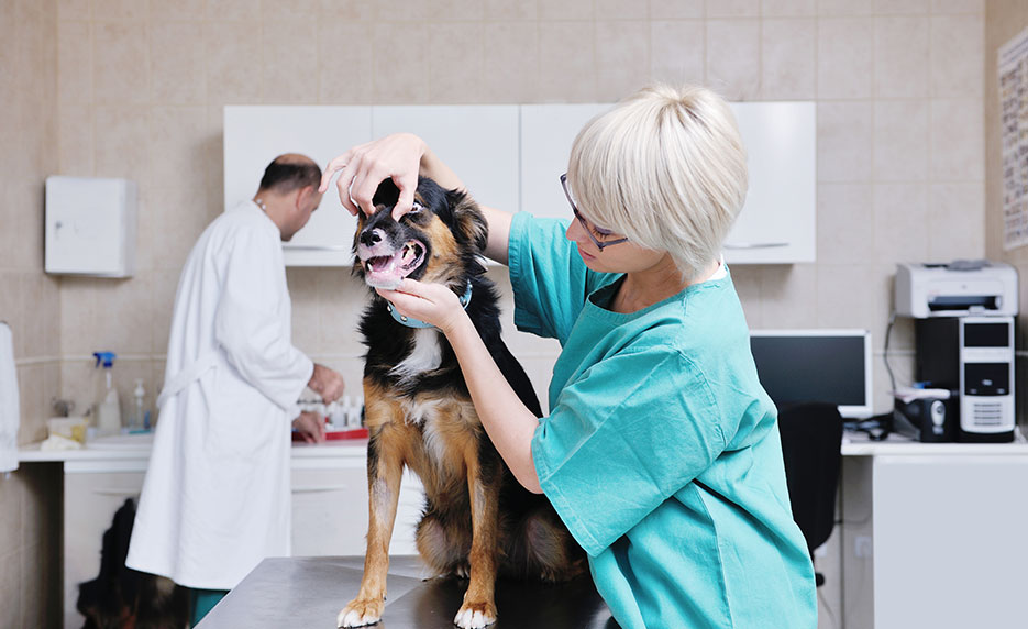 Become a Veterinary Assistant III: Practical Skills (Self-Guided)