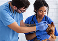 Veterinary Assistant Series