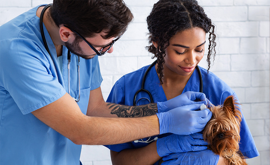 Veterinary Assistant Series