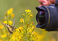 Photographing Nature with Your Digital Camera (Self-Guided)